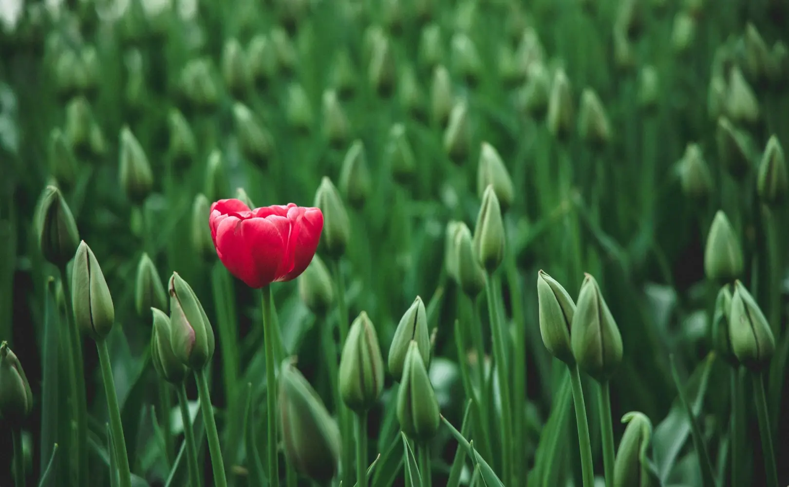 You are not Special — You are Unique!